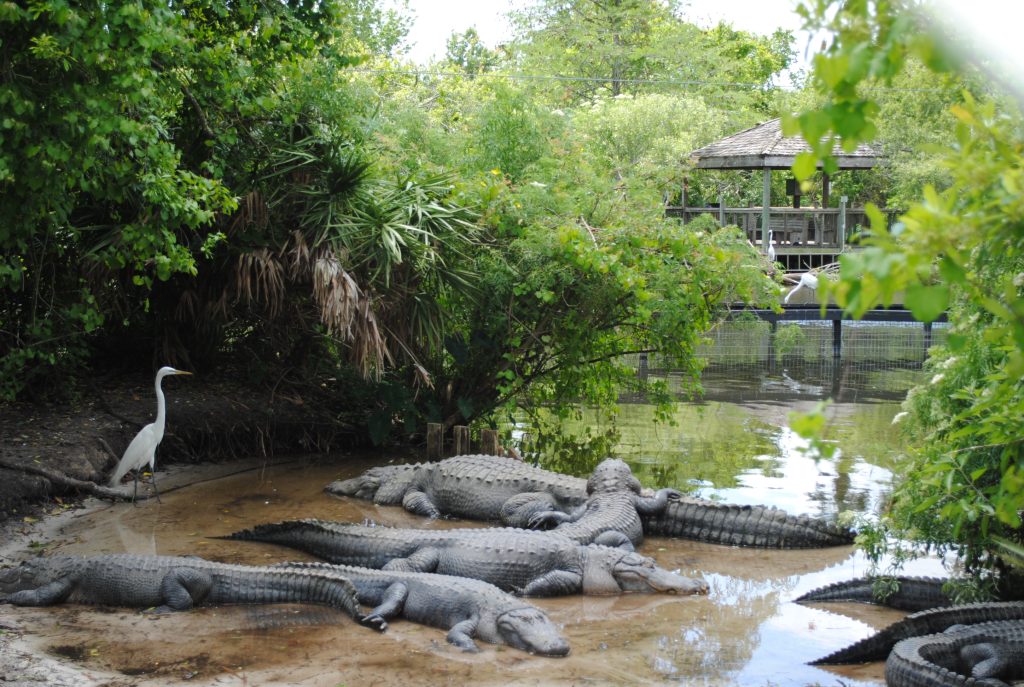 Alligator spotting in the Everglades - popular excursion while touring Florida