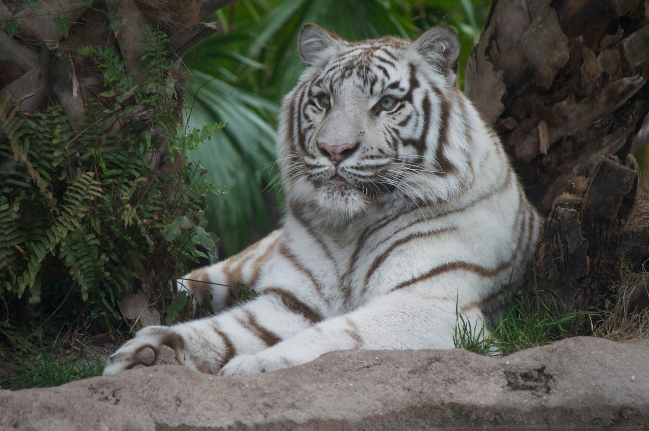 Busch Gardens Tampa witte tijger