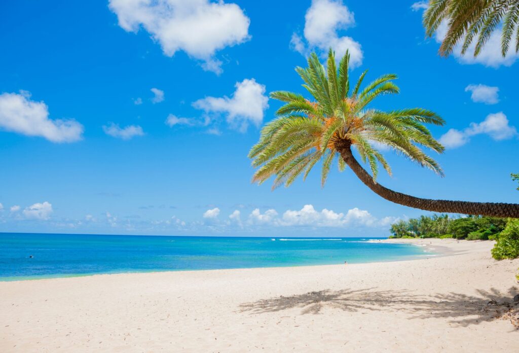 Palm trees on the sandy beach in Hawaii