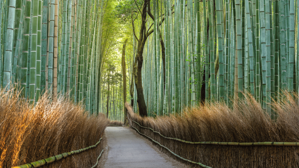 Bamboo_forest Japan