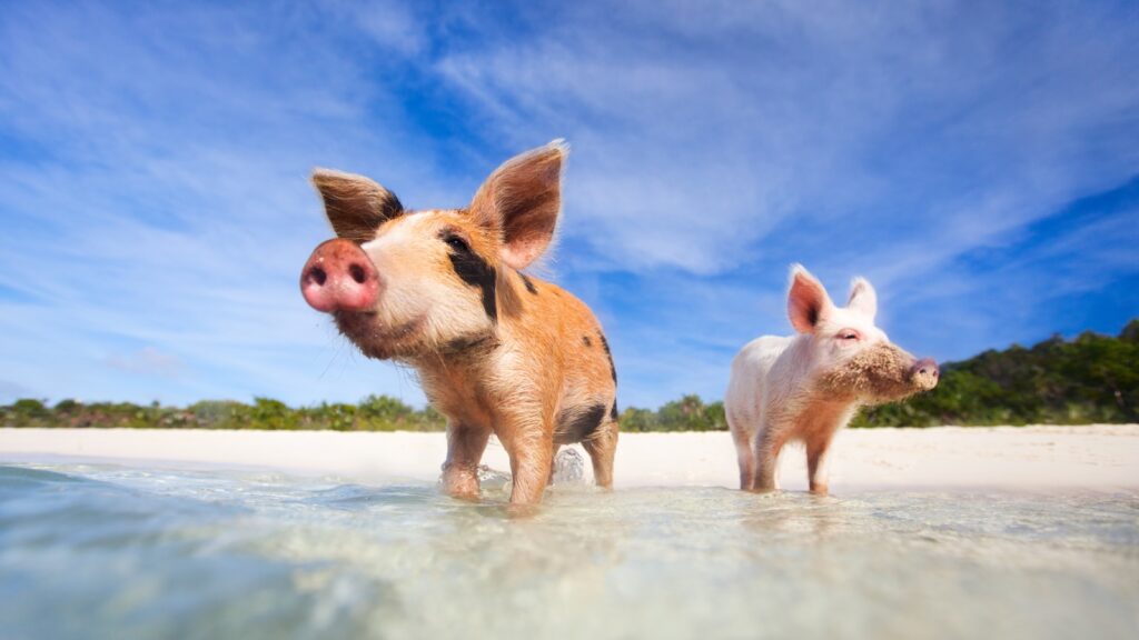 Bahamas beach pig
