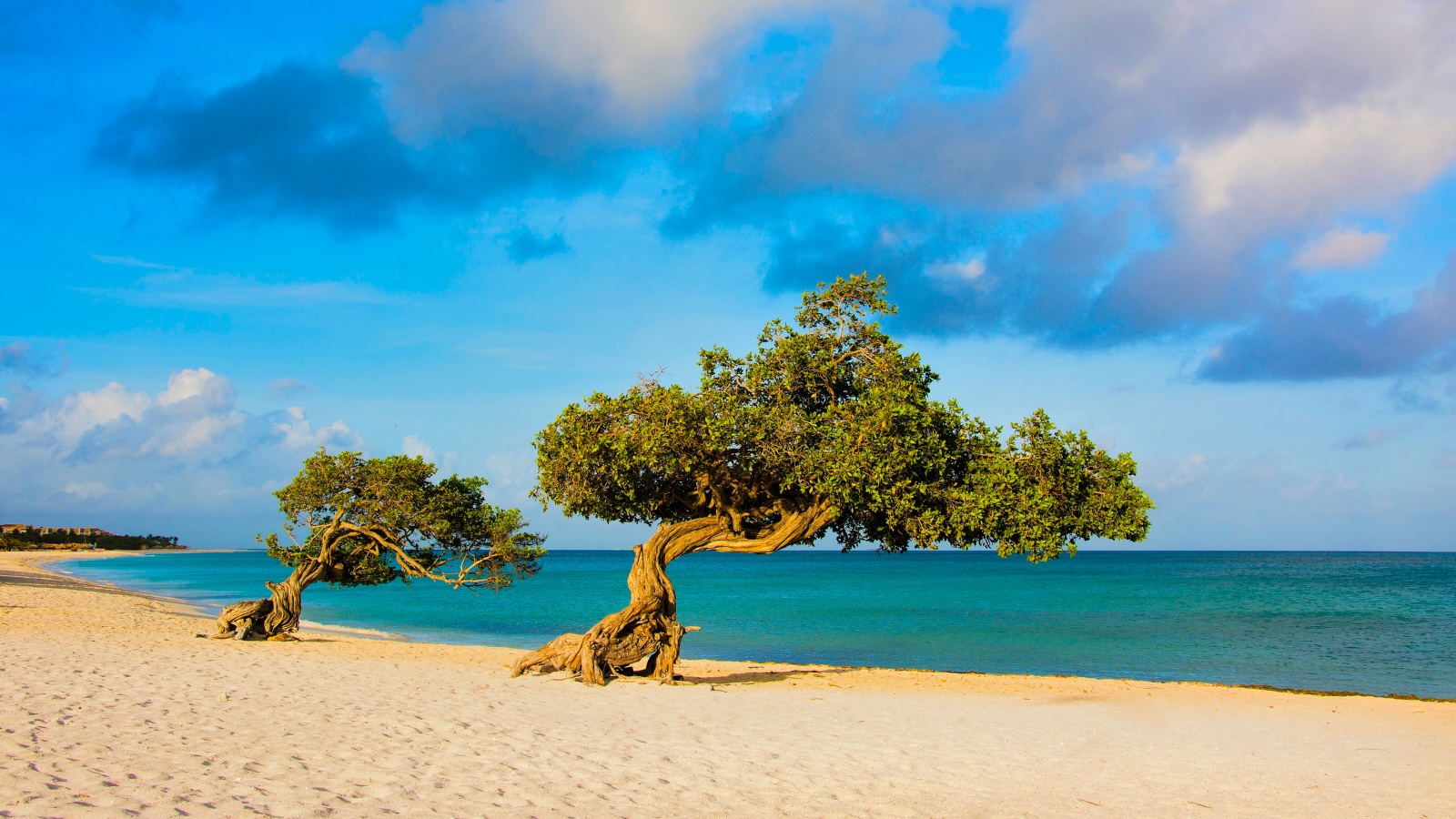 Southern Caribbean, Aruba tree.jpg