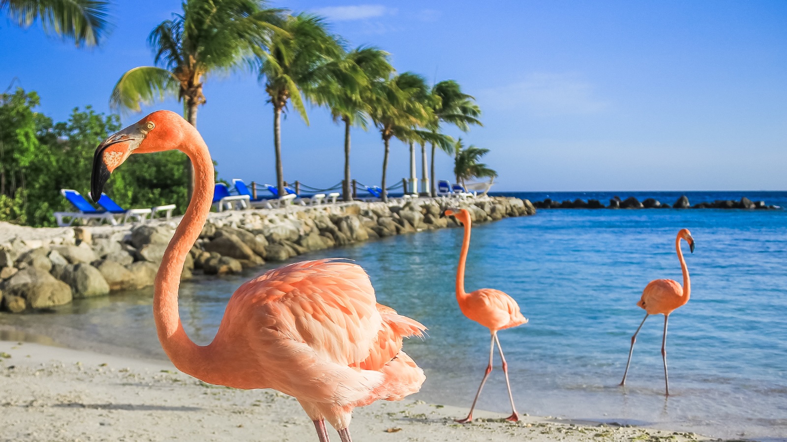 Southern Caribbean, Aruba flamingo