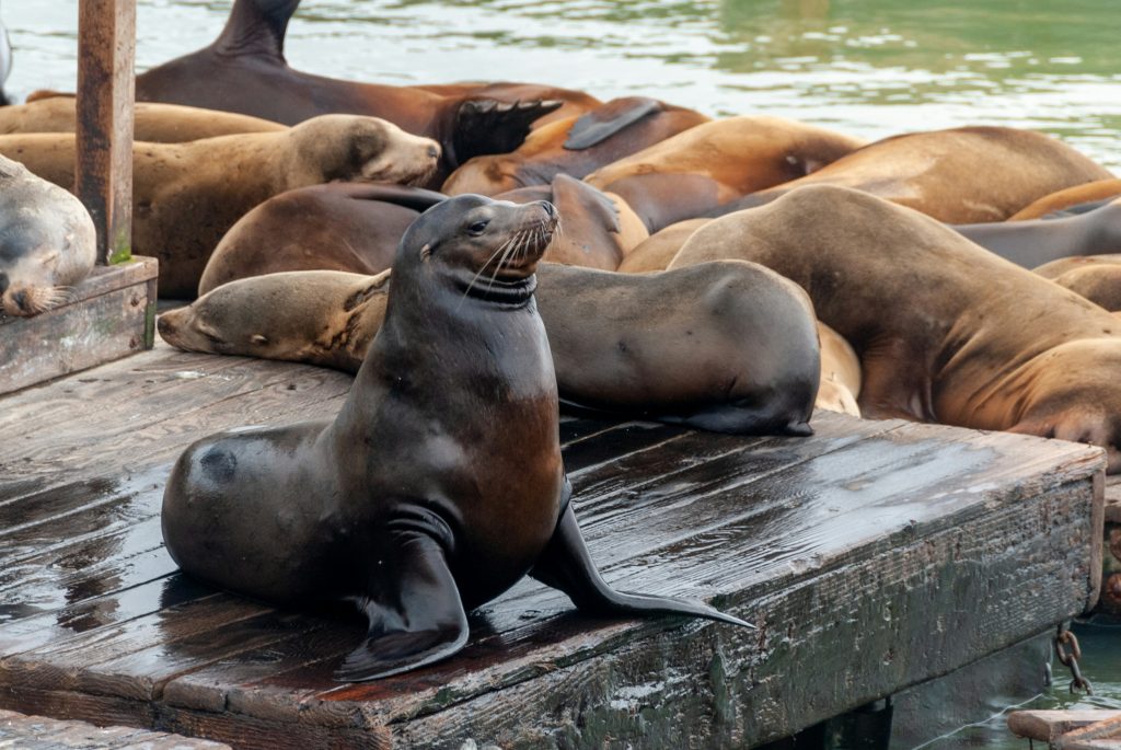 California Sea Lions San Francisco