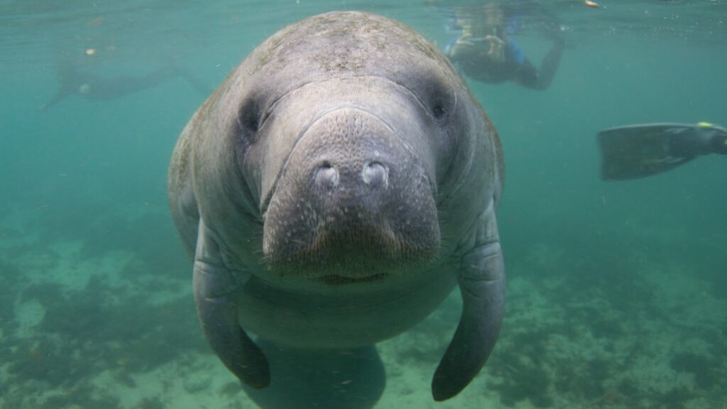 Crystal River manatee