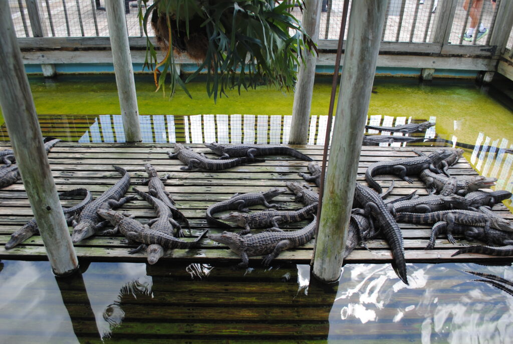 gators florida kissimmee