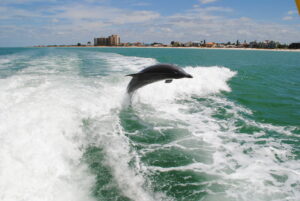 Clearwater dolphin