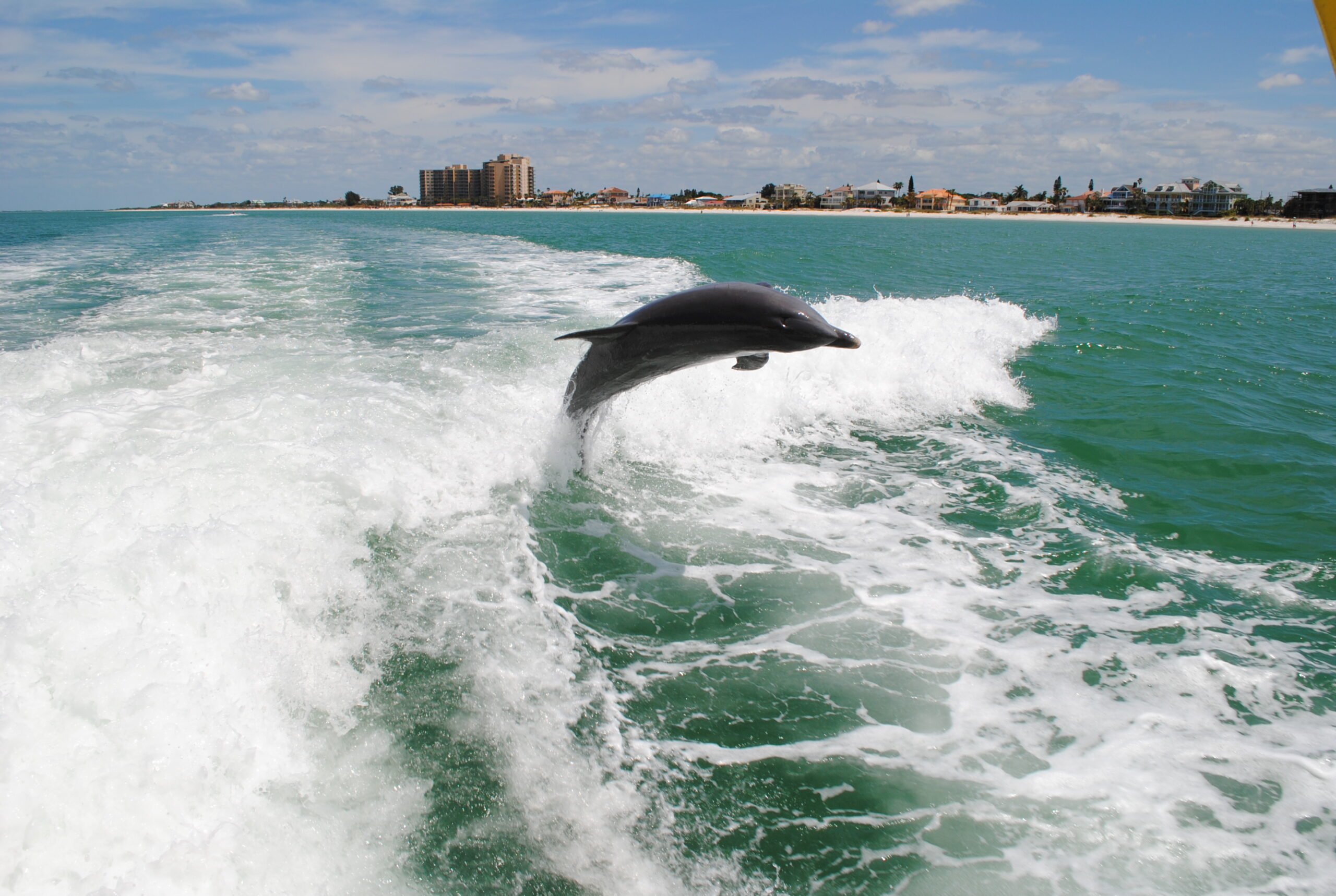 Clearwater dolphin