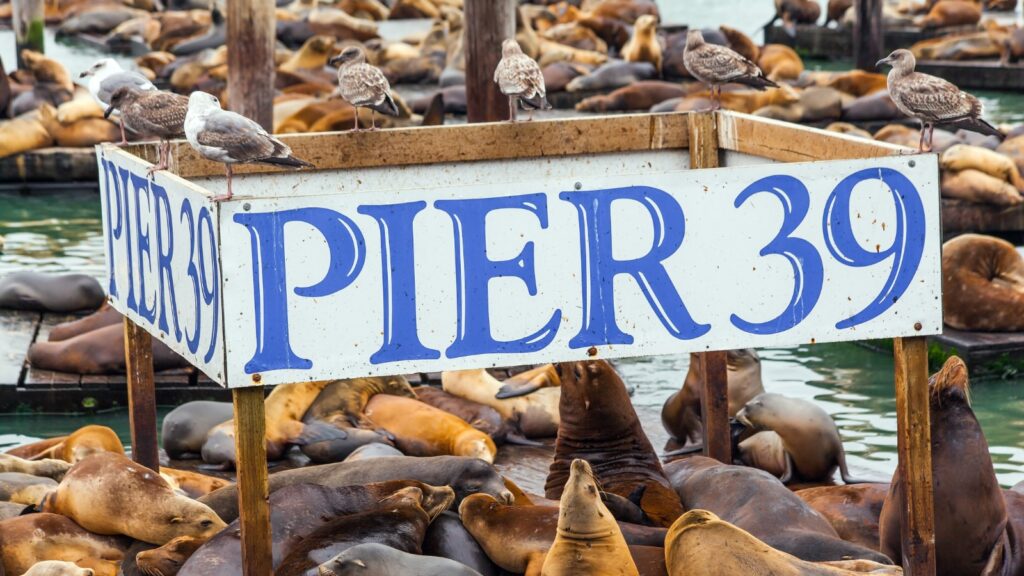Pier 39 in California