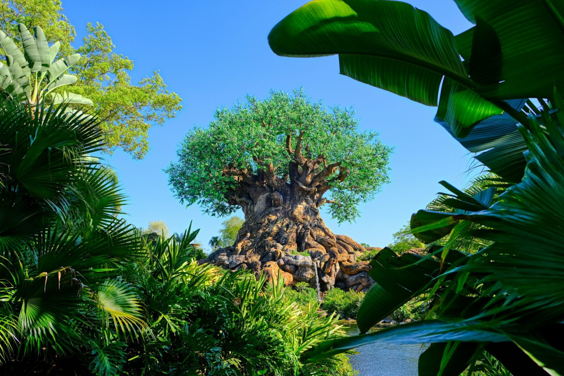 Disney's Animal Kingdom Tree of Life - Walt Disney World Resort Florida