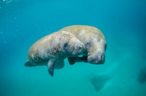 Crystal River manatee