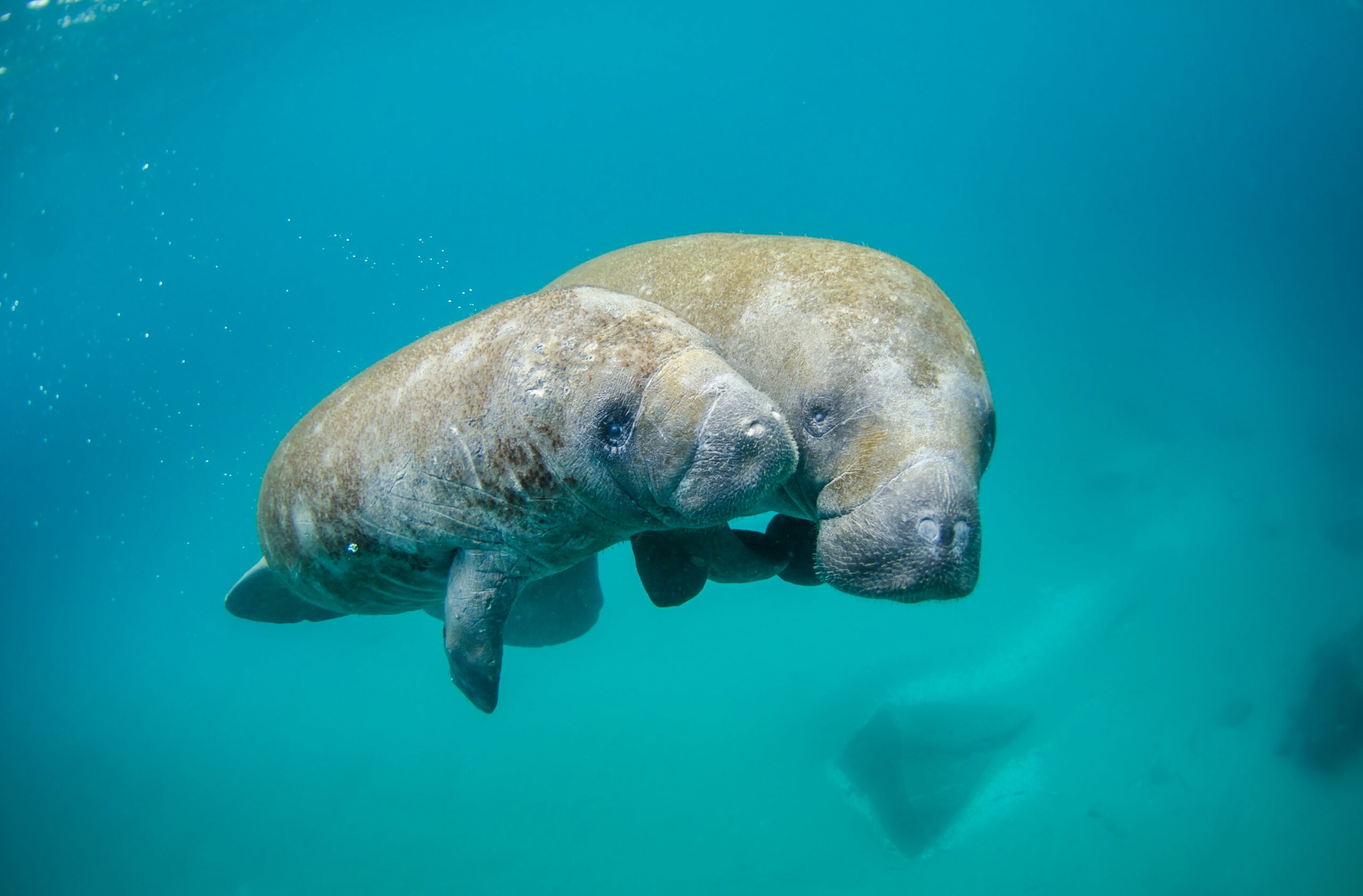 Crystal River manatee, Florida