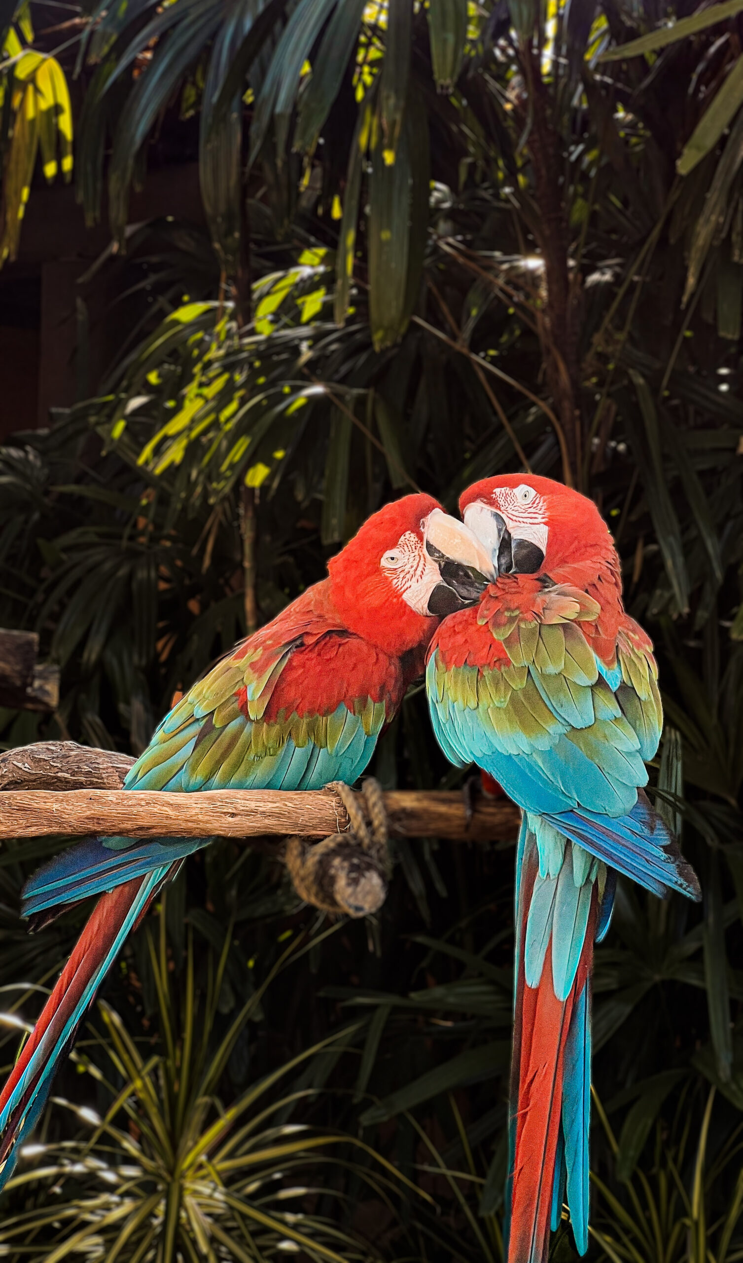 Discovery Cove Parrot