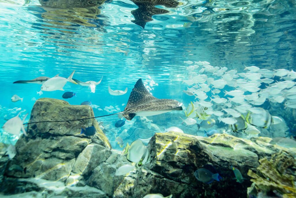 Swimming in Discovery Cove - exclusive experience during theme park vacation in Orlando Florida