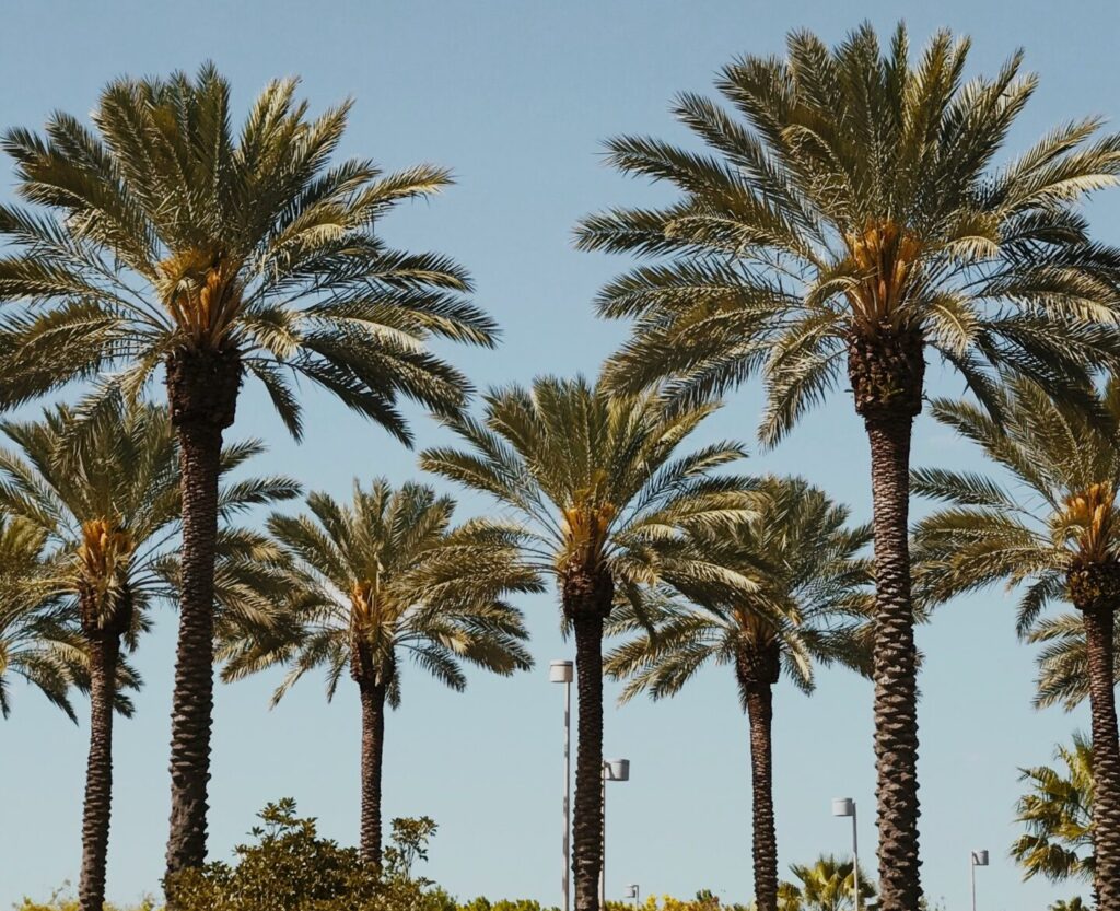 Palm trees in sunny Orlando in summer while on vacation