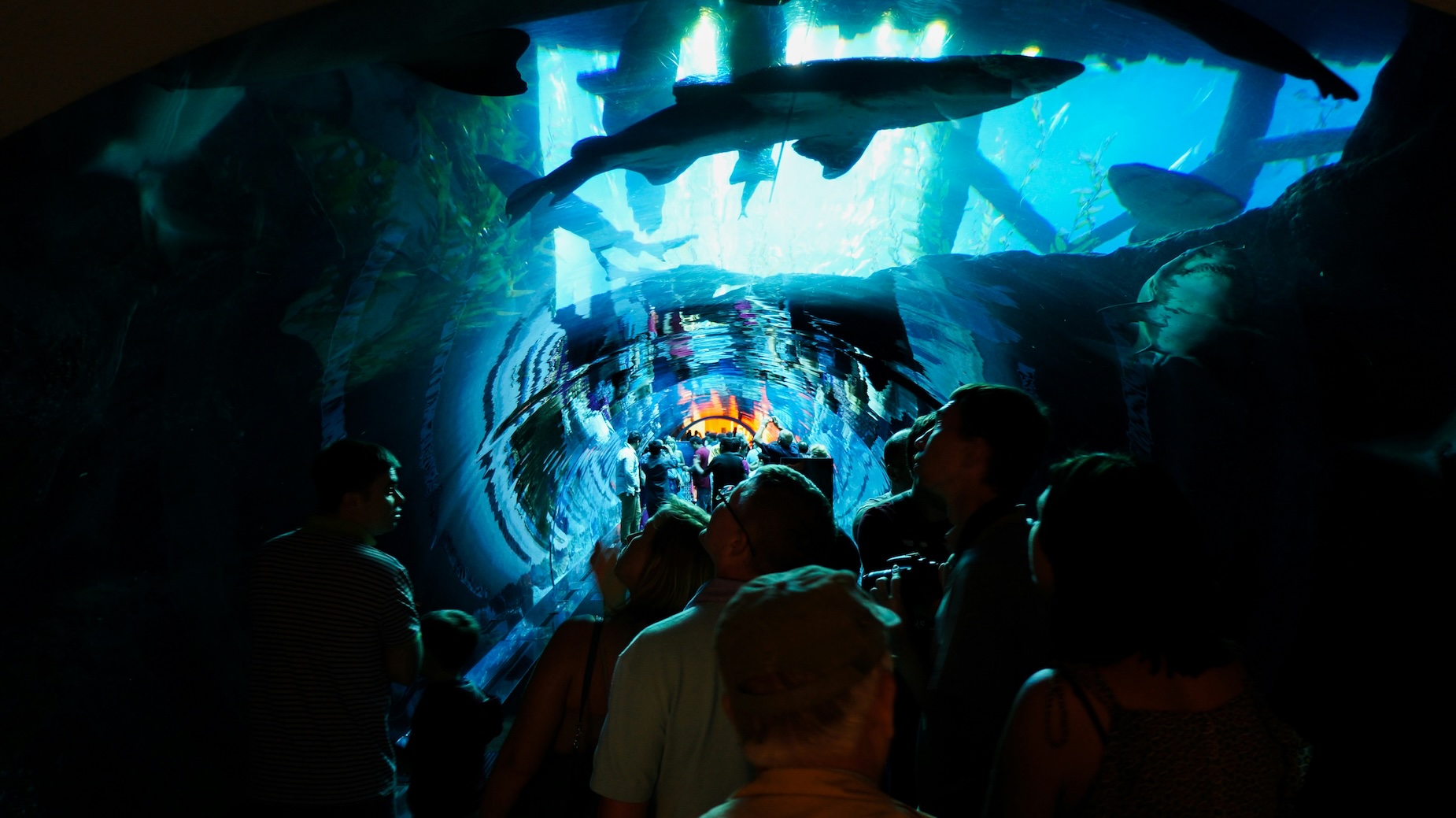 Dubai Aquarium United Arab Emirates glass tunnel