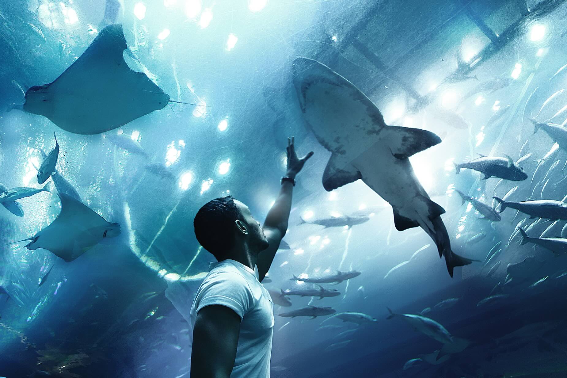 Dubai Aquarium United Arab Emirates Rays and Sharks