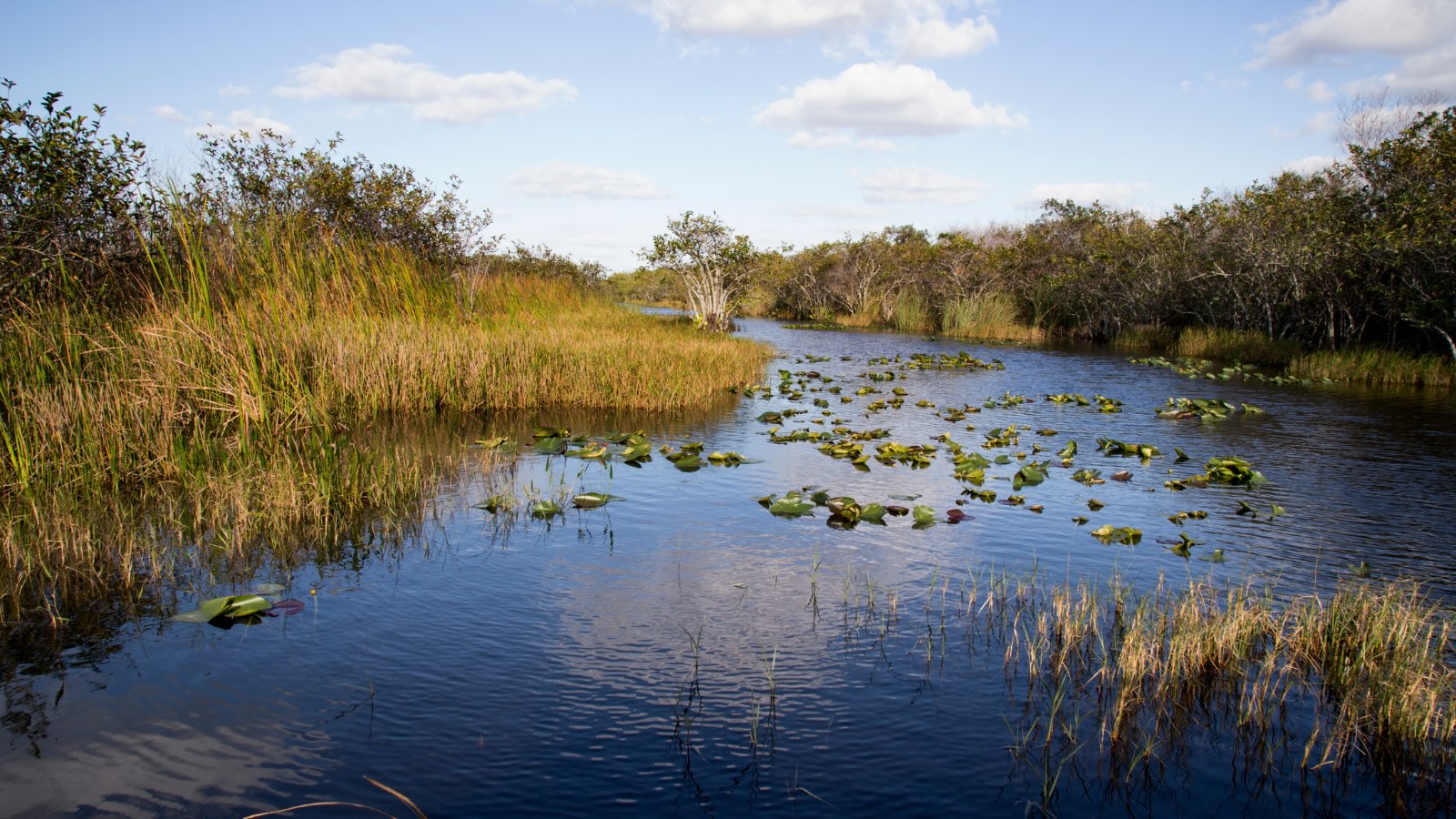 Everglades National Park during a tour of Florida