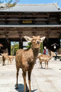 Nara Japan Azië - Hertjes Tempel 
