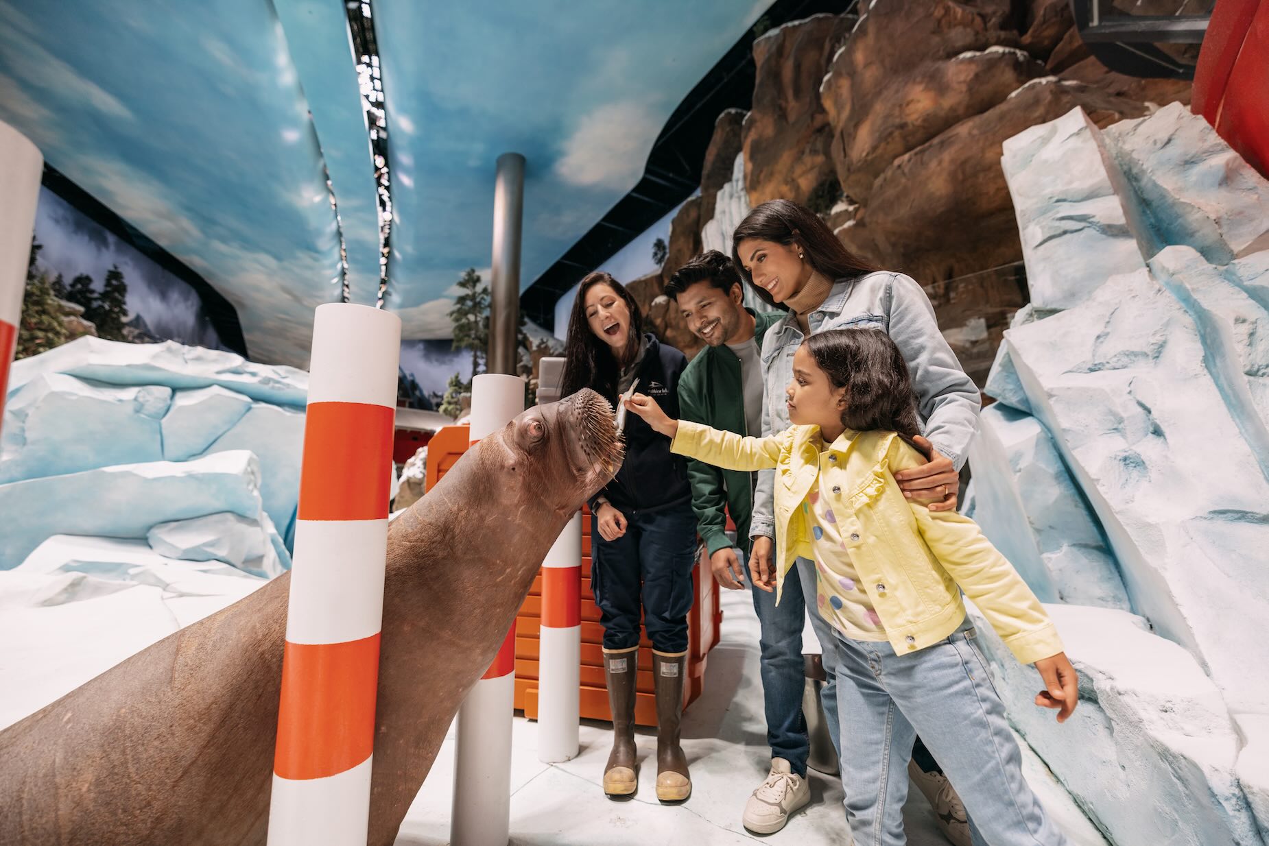 Sea World Yas Island, Abu Dhabi - Walrus encounter encounter