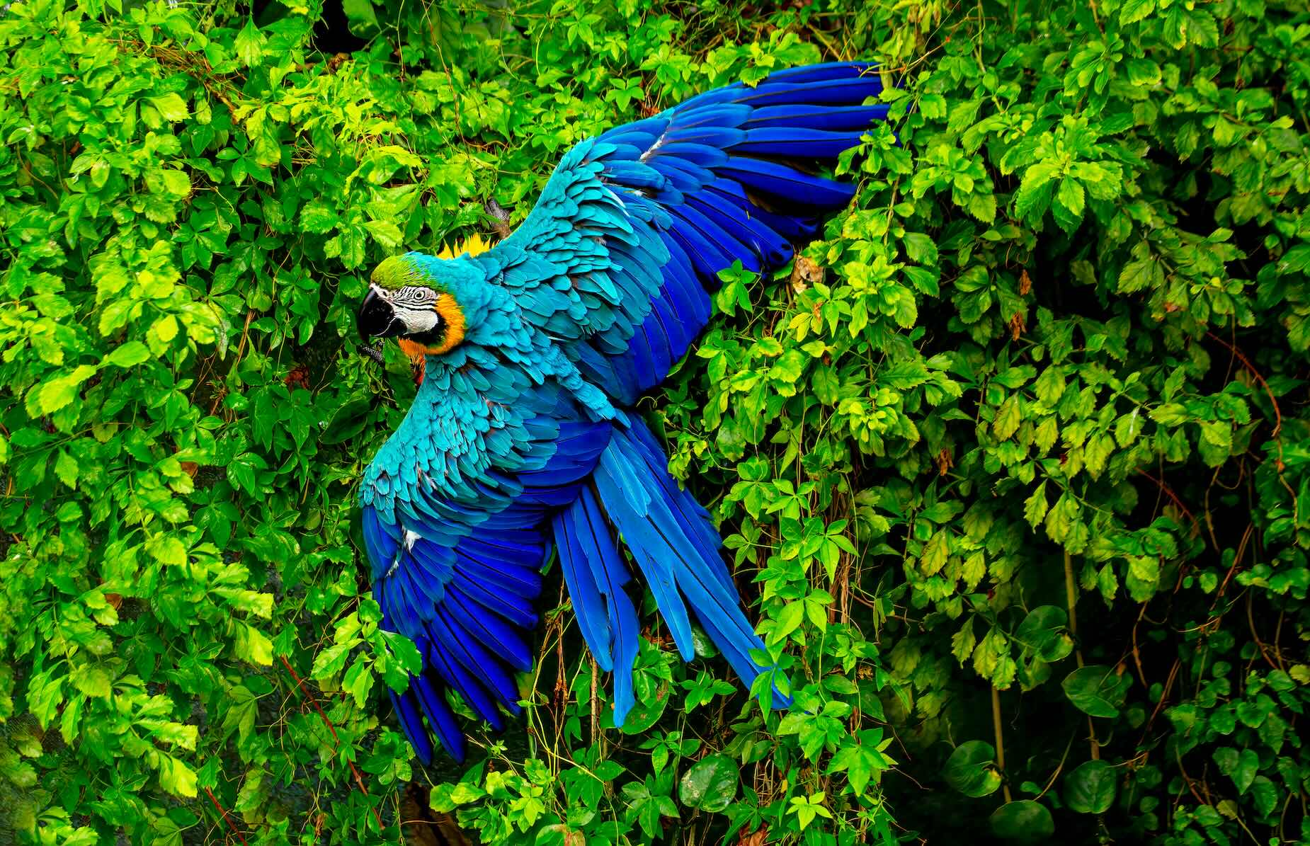 The Green Planet Dubai United Arab Emirates Parrot