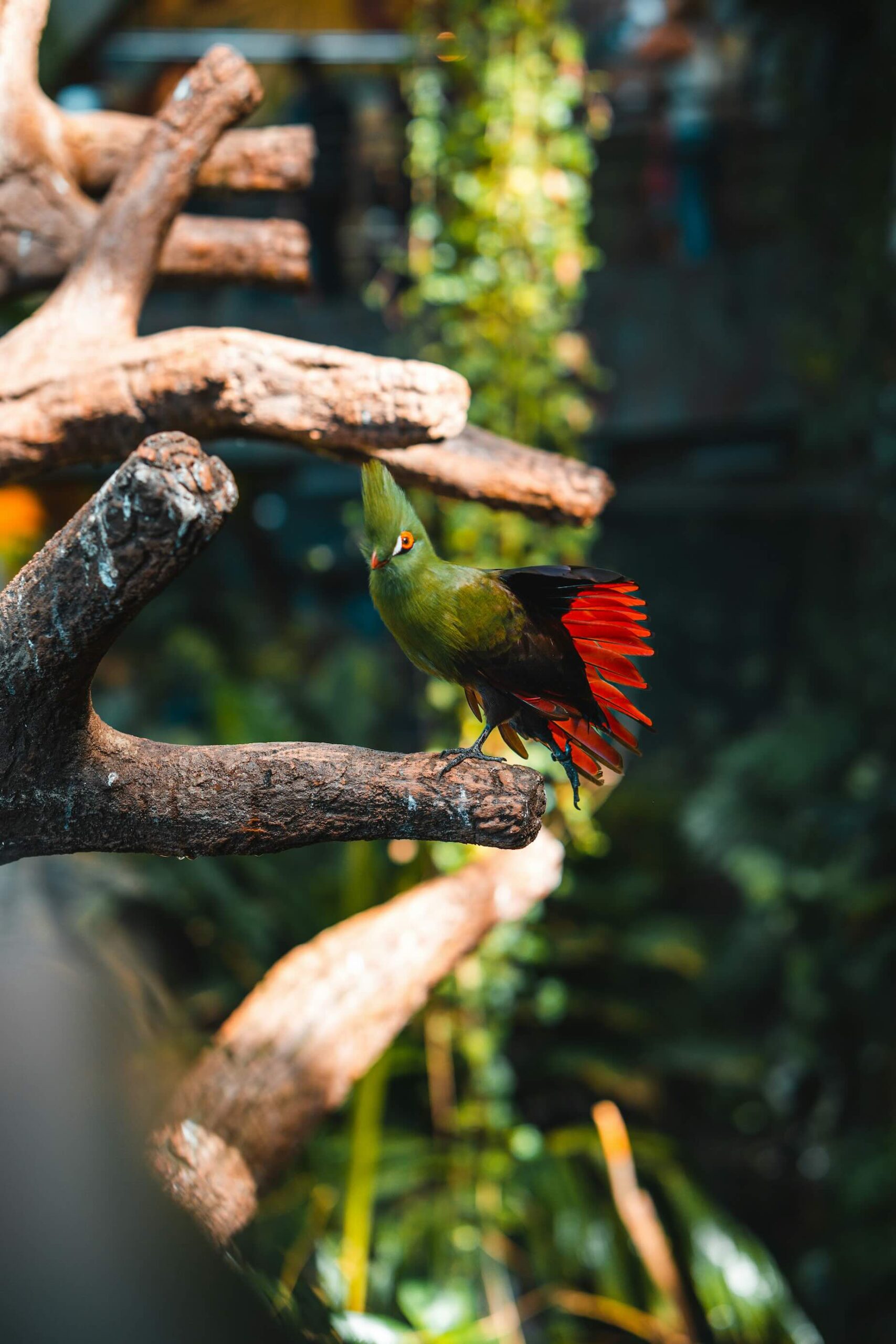The Green Planet Dubai United Arab Emirates Birds