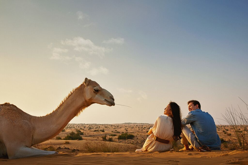 Dubai Desert United Arab Emirates Camel
