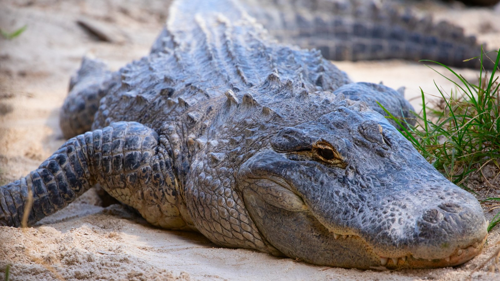 Alligator in Everglades National Park tijdens een rondreis door Florida