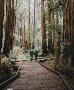 Sequoia National Park USA
