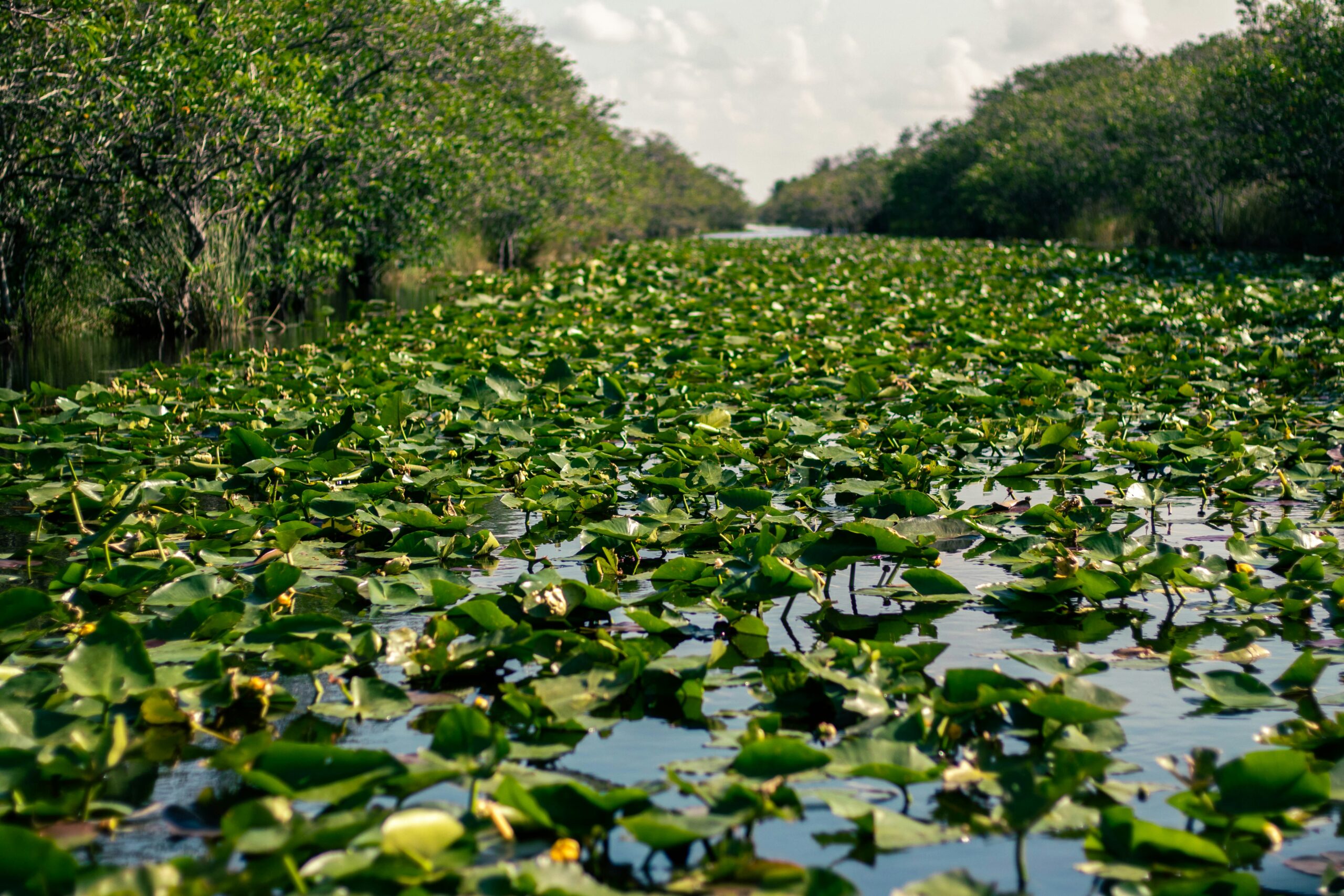 Everglades water Everglades National Park during a tour of Florida