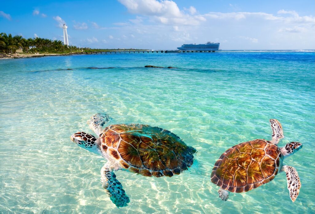 Costa Maya Mexico - beach and turtles