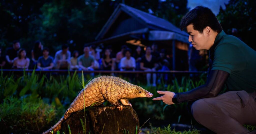 Singapore Asia, unique experiences during Night Safari