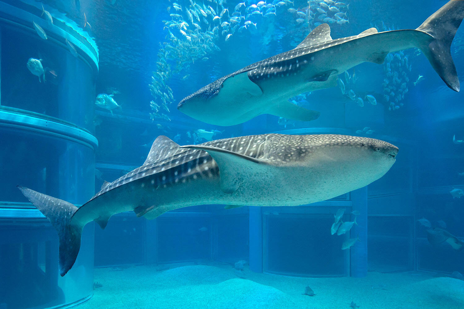 Whale shark at Osaka Aquarium, things to do in Japan