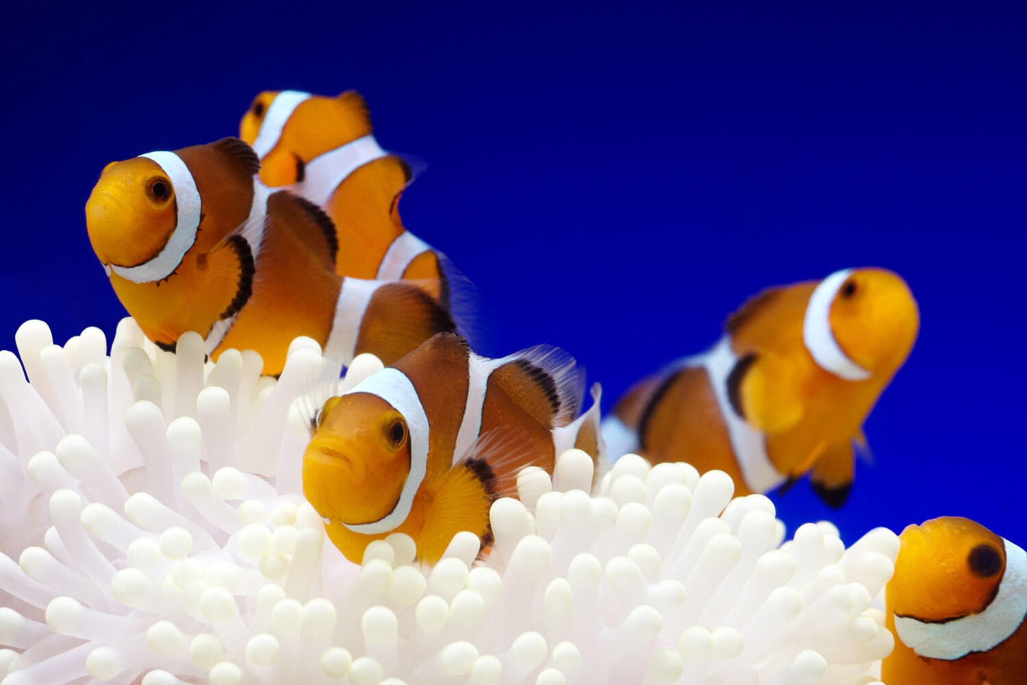 Clownfish at the Osaka Aquarium Kaiyukan