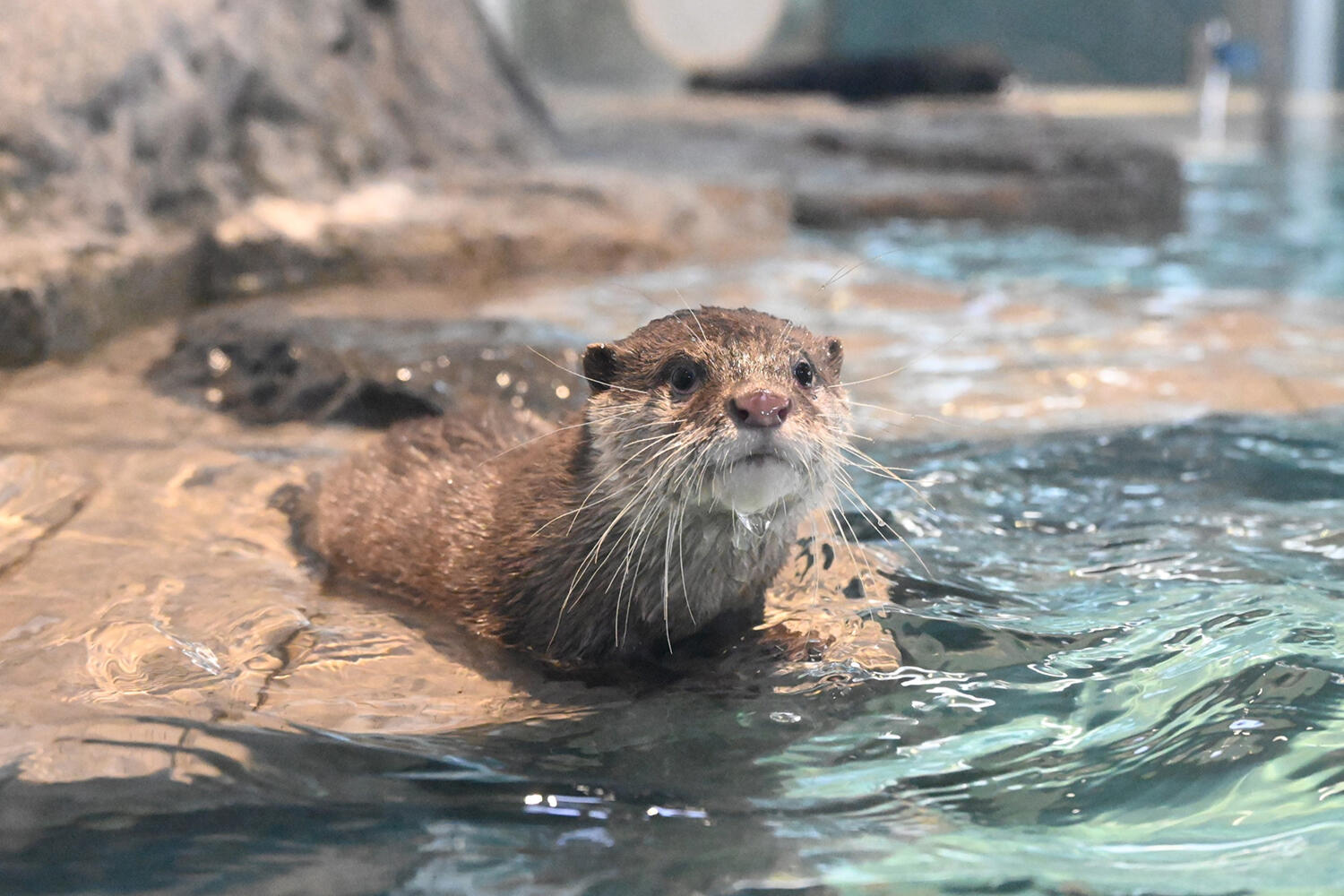 Visiting Osaka Aquarium during a vacation to Japan