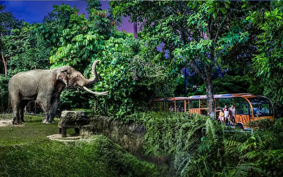 Night Safari encounter with Elephant in Singapore