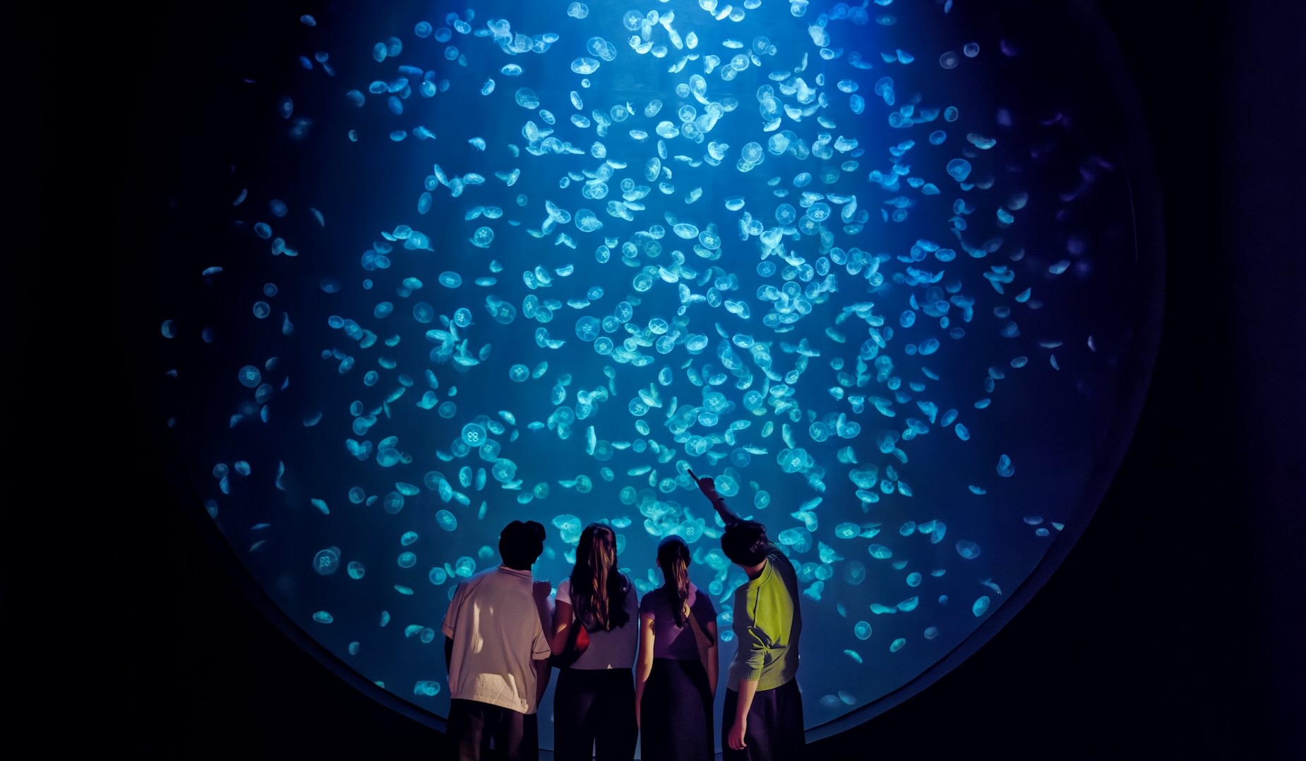 Jellyfish at the aquarium in Singapore during a vacation to Asia