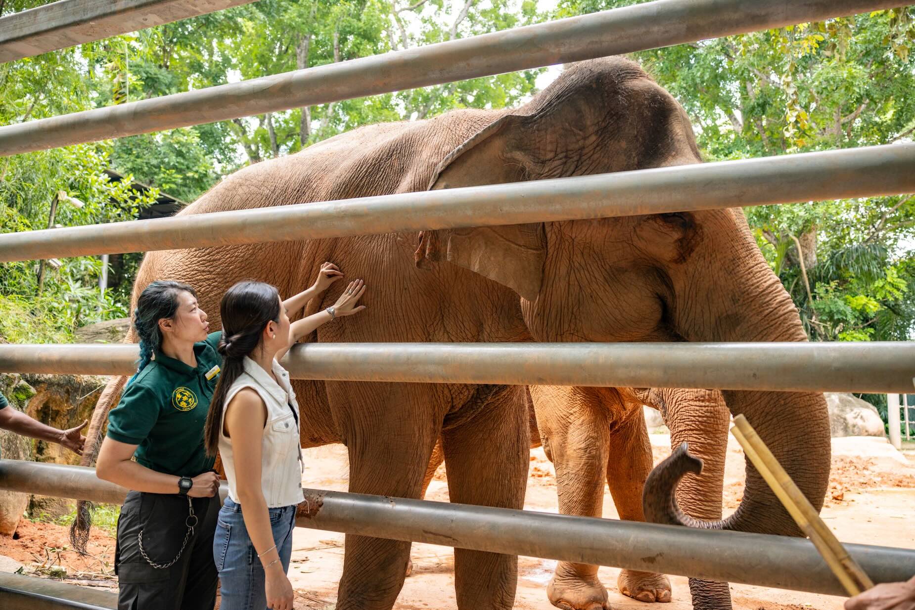 Singapore Zoo, with elephant