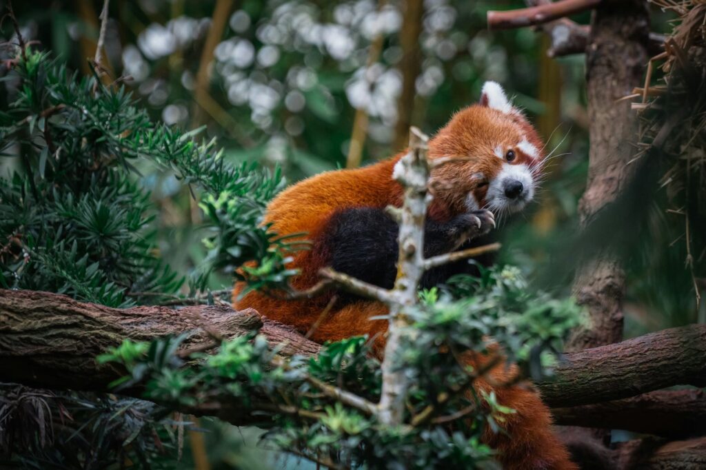 Singapore Zoo Red Panda