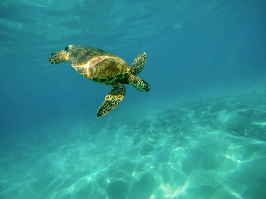 Turtle in the sea near Hawaii